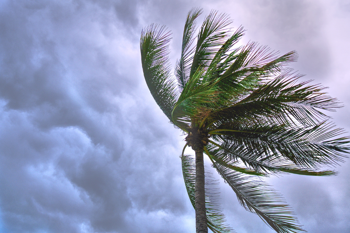 Reviews | Landing Page - Hurricane Winds
