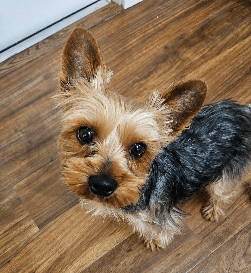 Bruno, the yorkie mix office dog of my florida roofing contractor