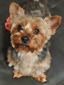 bruno